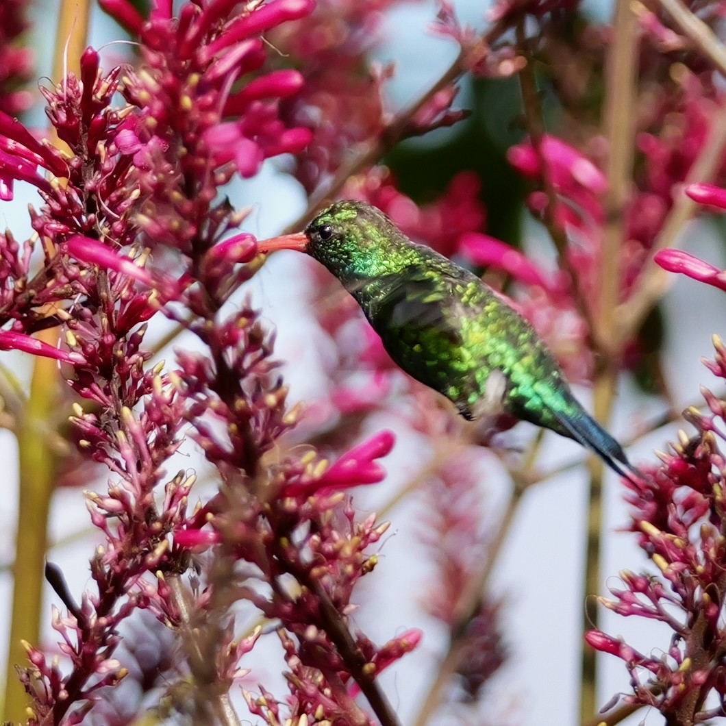 Glittering-bellied Emerald - ML642641559