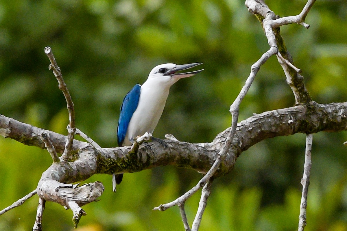 Beach Kingfisher - ML642641596