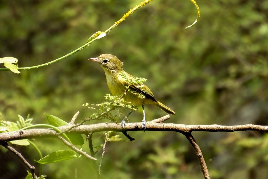 Bell's Vireo - ML642641614