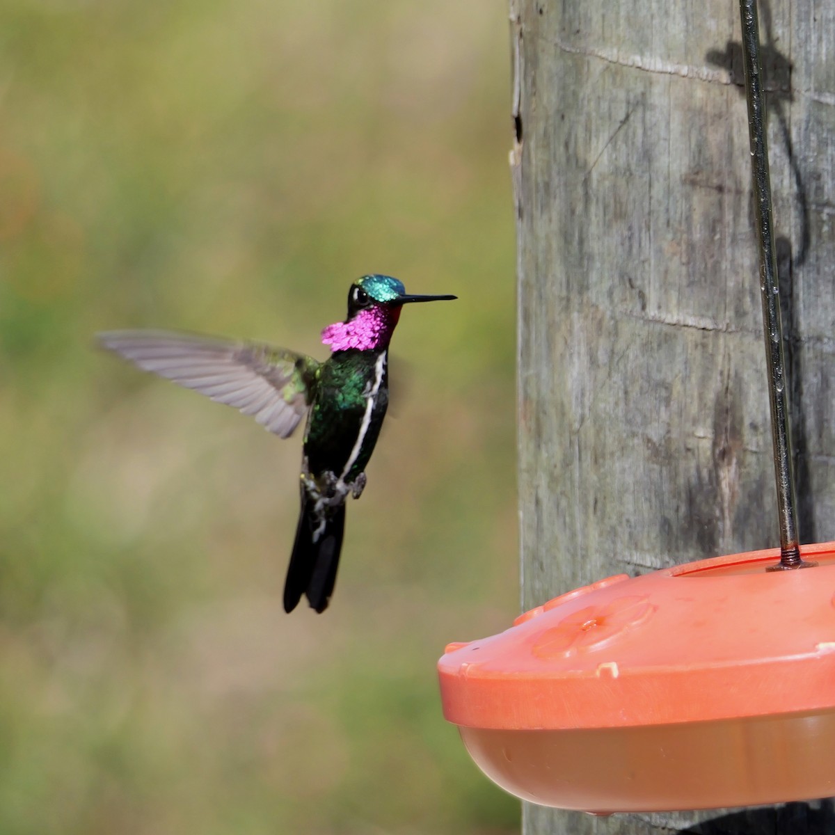 Stripe-breasted Starthroat - ML642641626