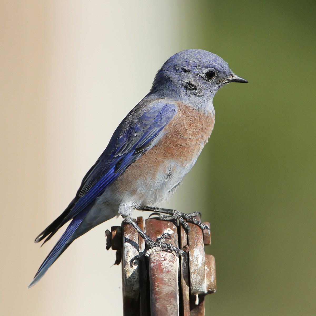 Western Bluebird - ML642641641
