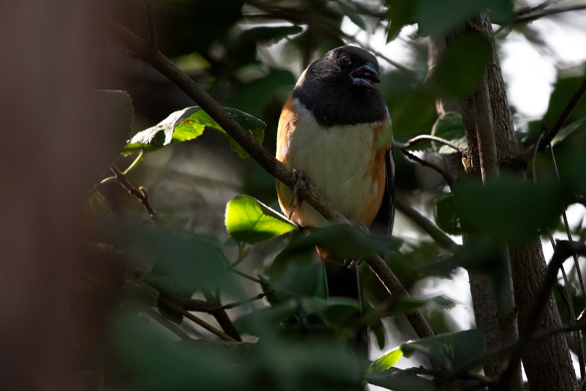 Spotted Towhee - ML642641643