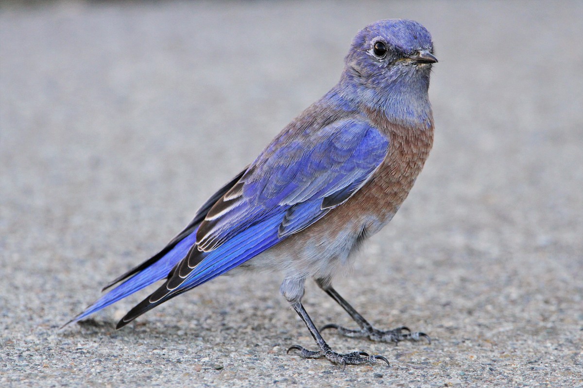 Western Bluebird - ML642641646