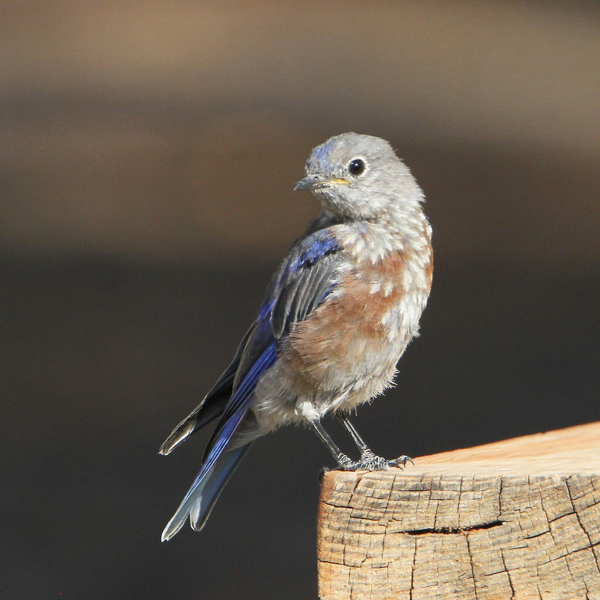 Western Bluebird - ML642641653