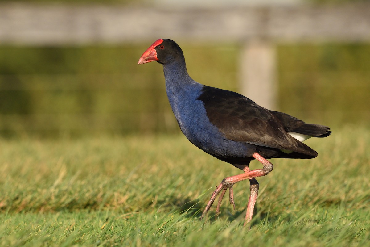 Australasian Swamphen - ML642641660