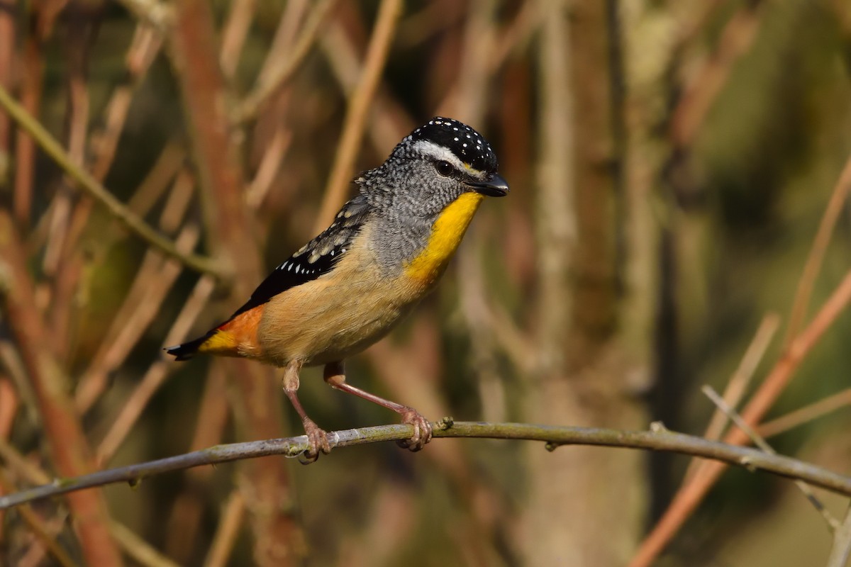 Spotted Pardalote - ML642641662