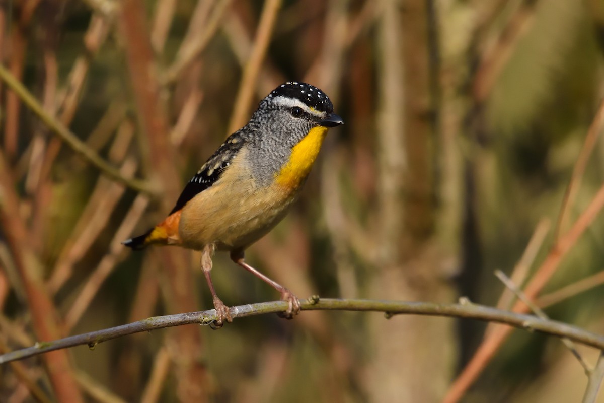 Spotted Pardalote - ML642641665