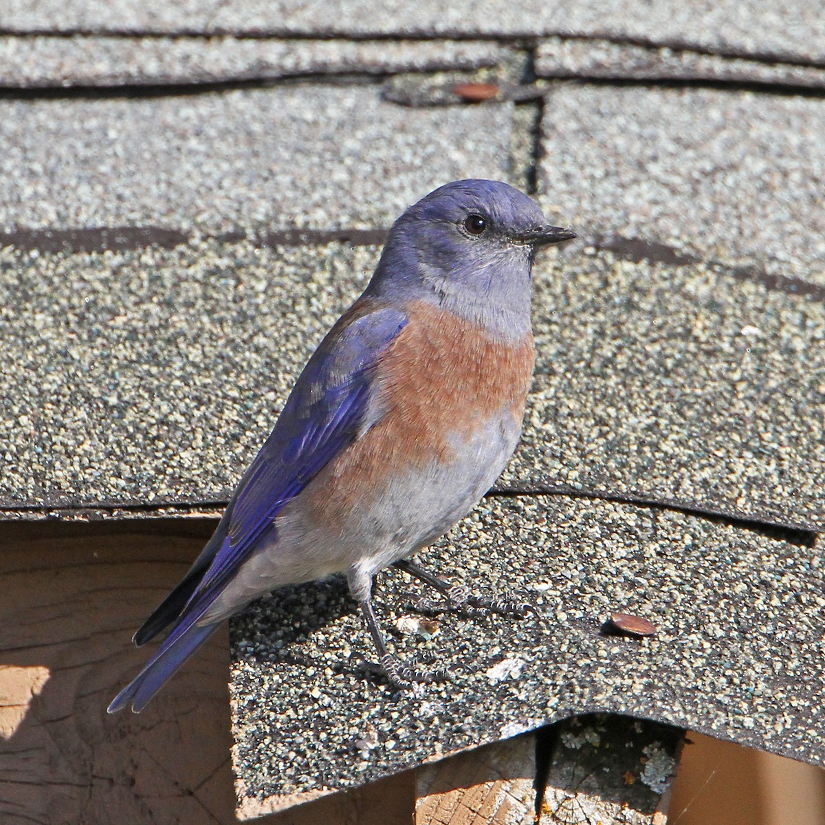 Western Bluebird - ML642641667