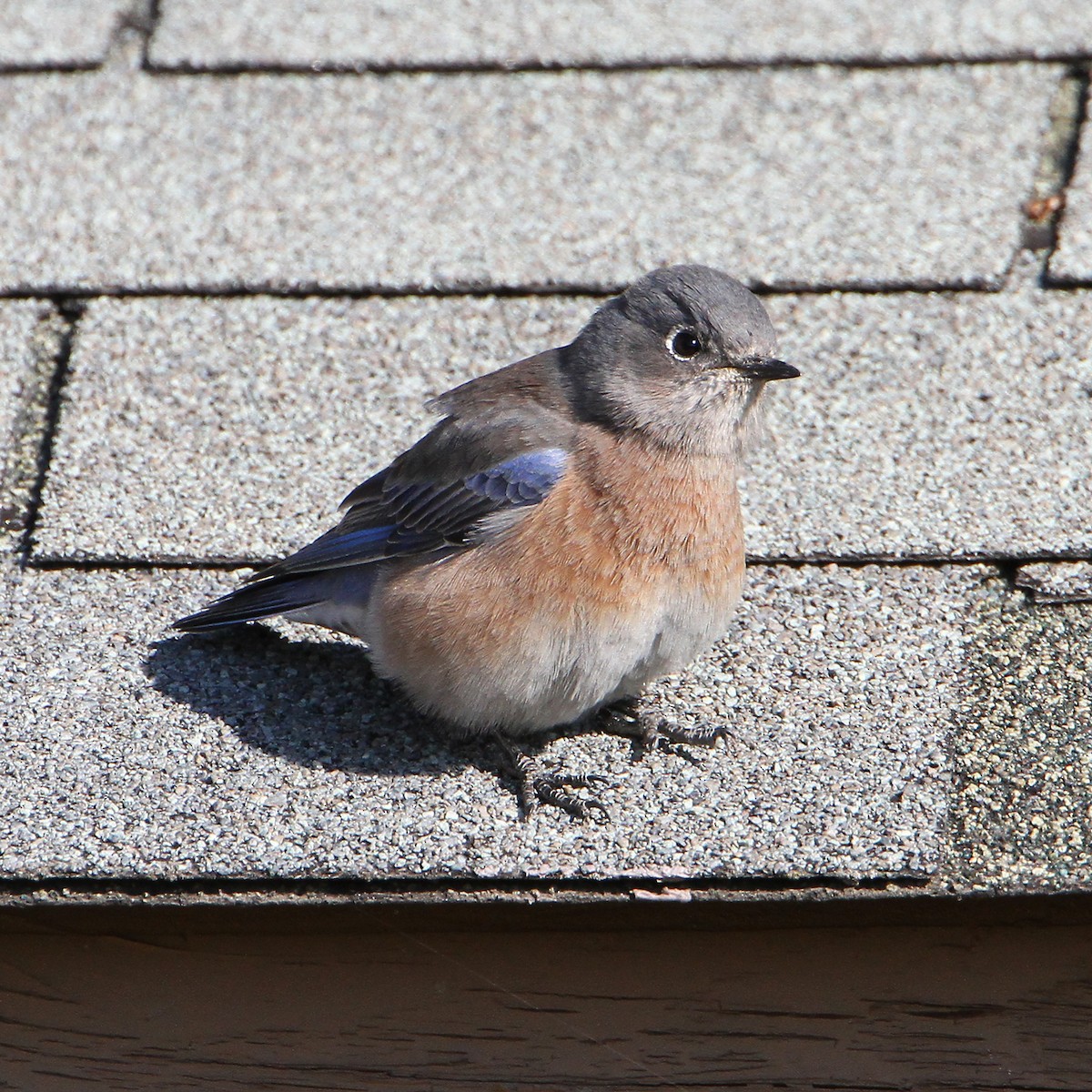 Western Bluebird - ML642641690