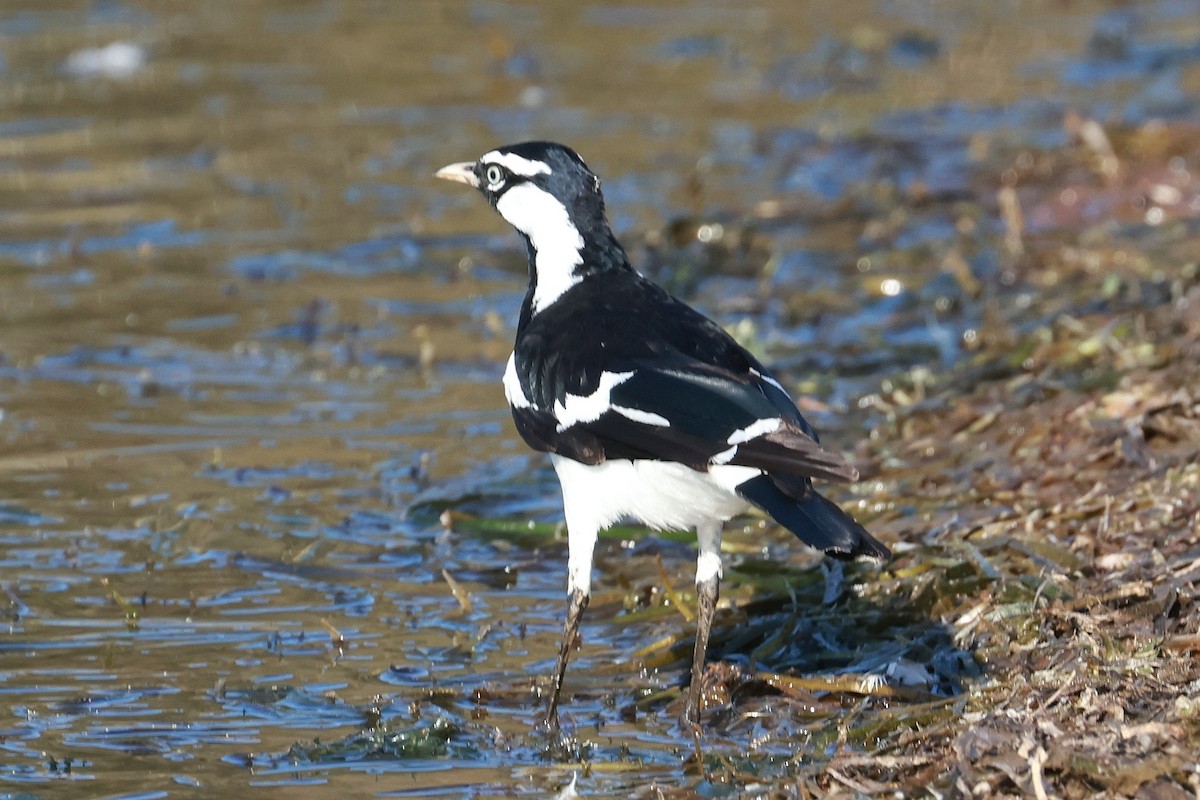 Magpie-lark - ML642641708