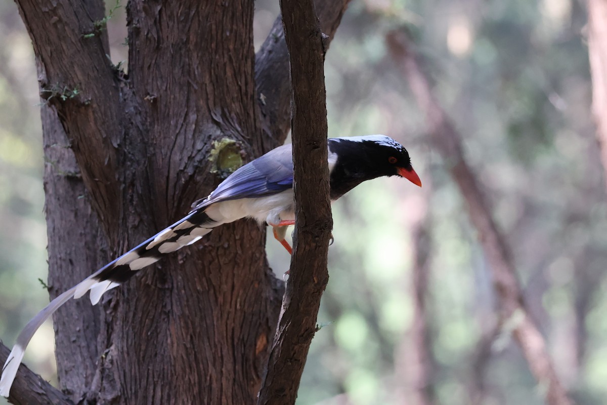 Red-billed Blue-Magpie - ML642641728