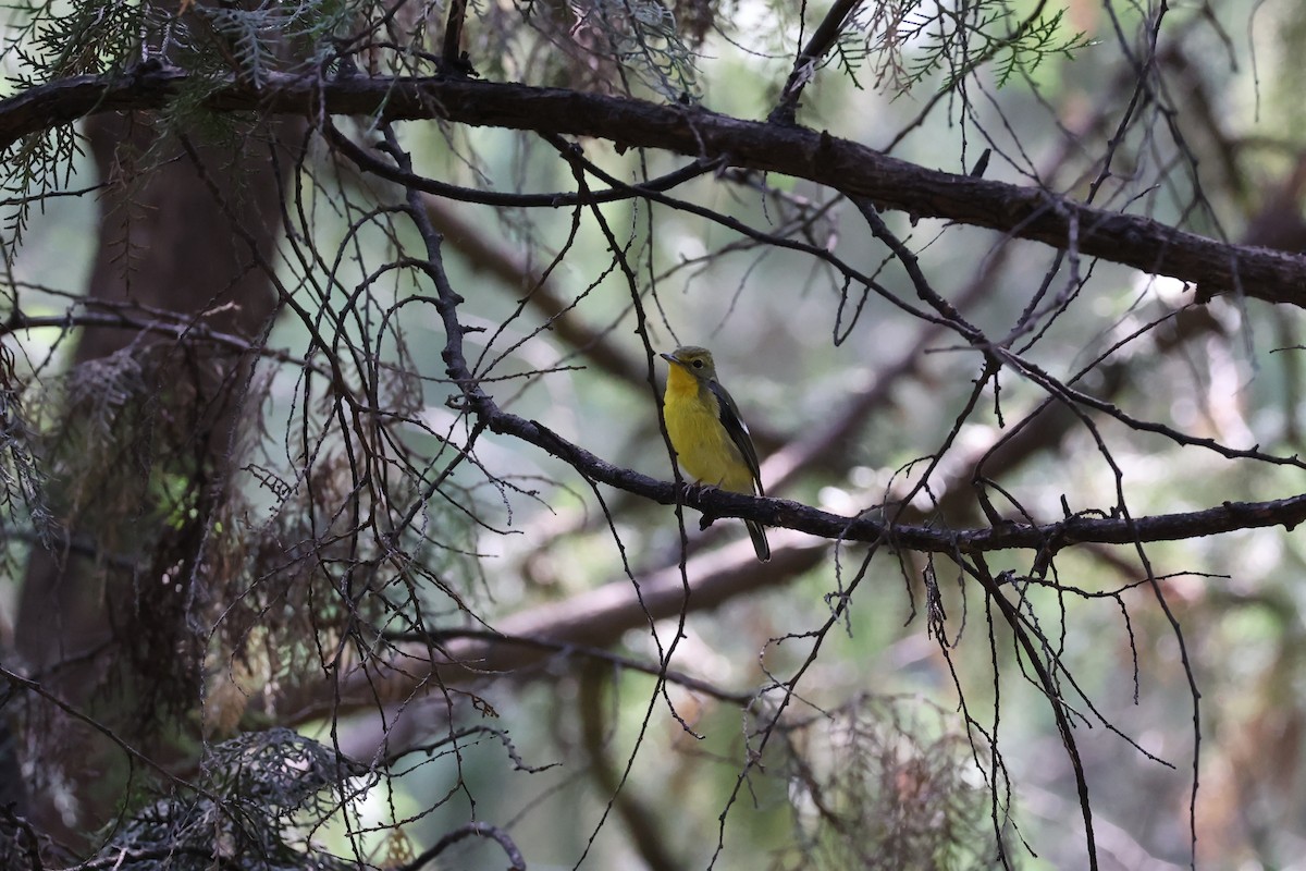 Green-backed Flycatcher - ML642641737