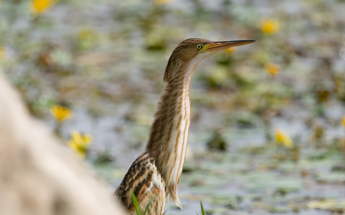 Yellow Bittern - ML642641738