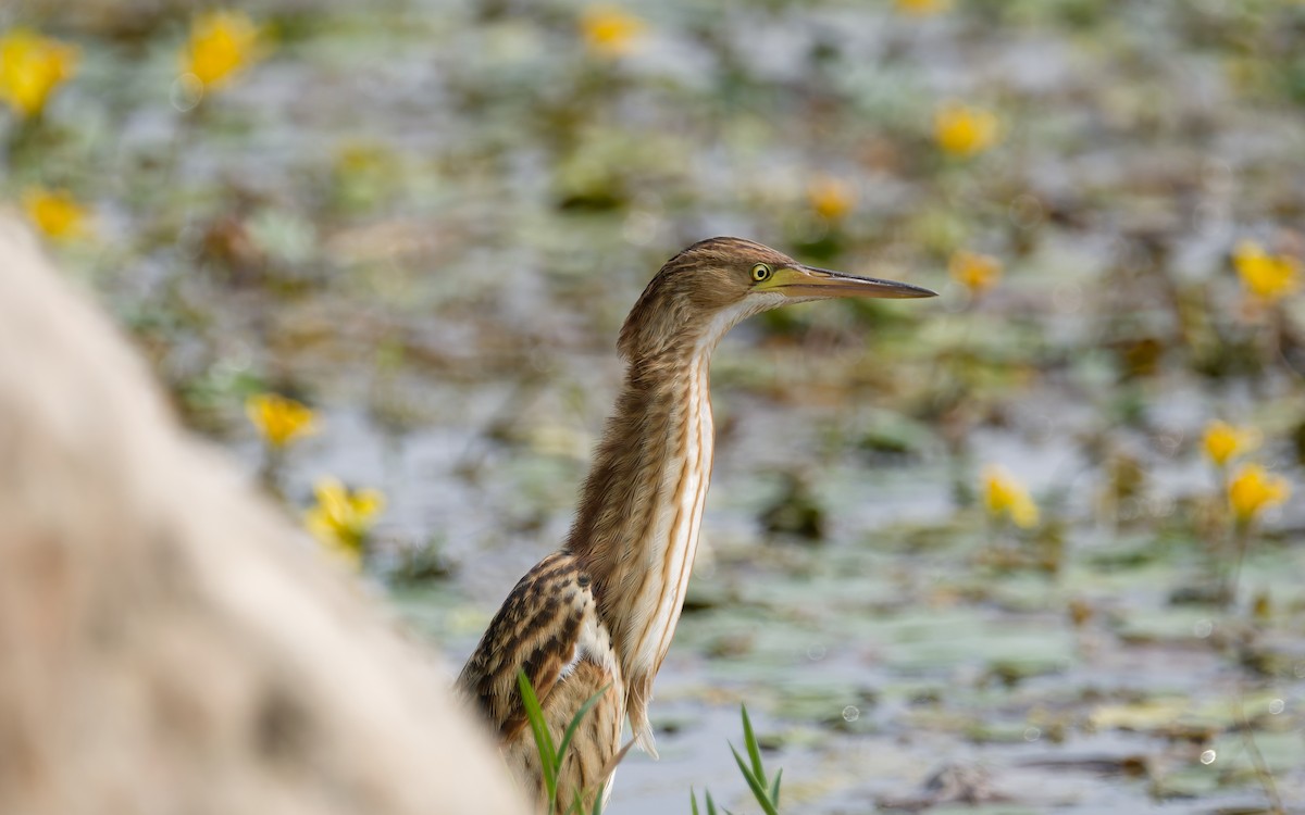 Yellow Bittern - ML642641739