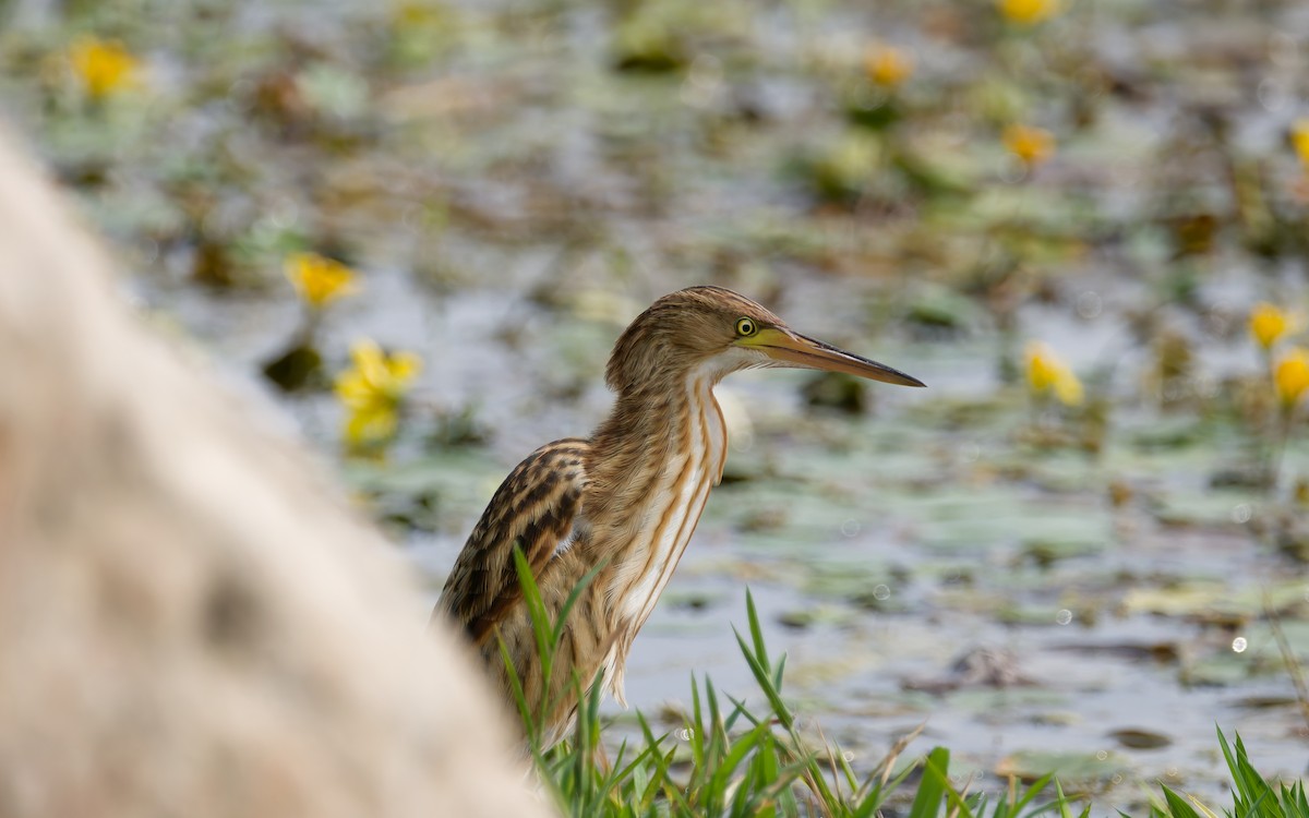 Yellow Bittern - ML642641740