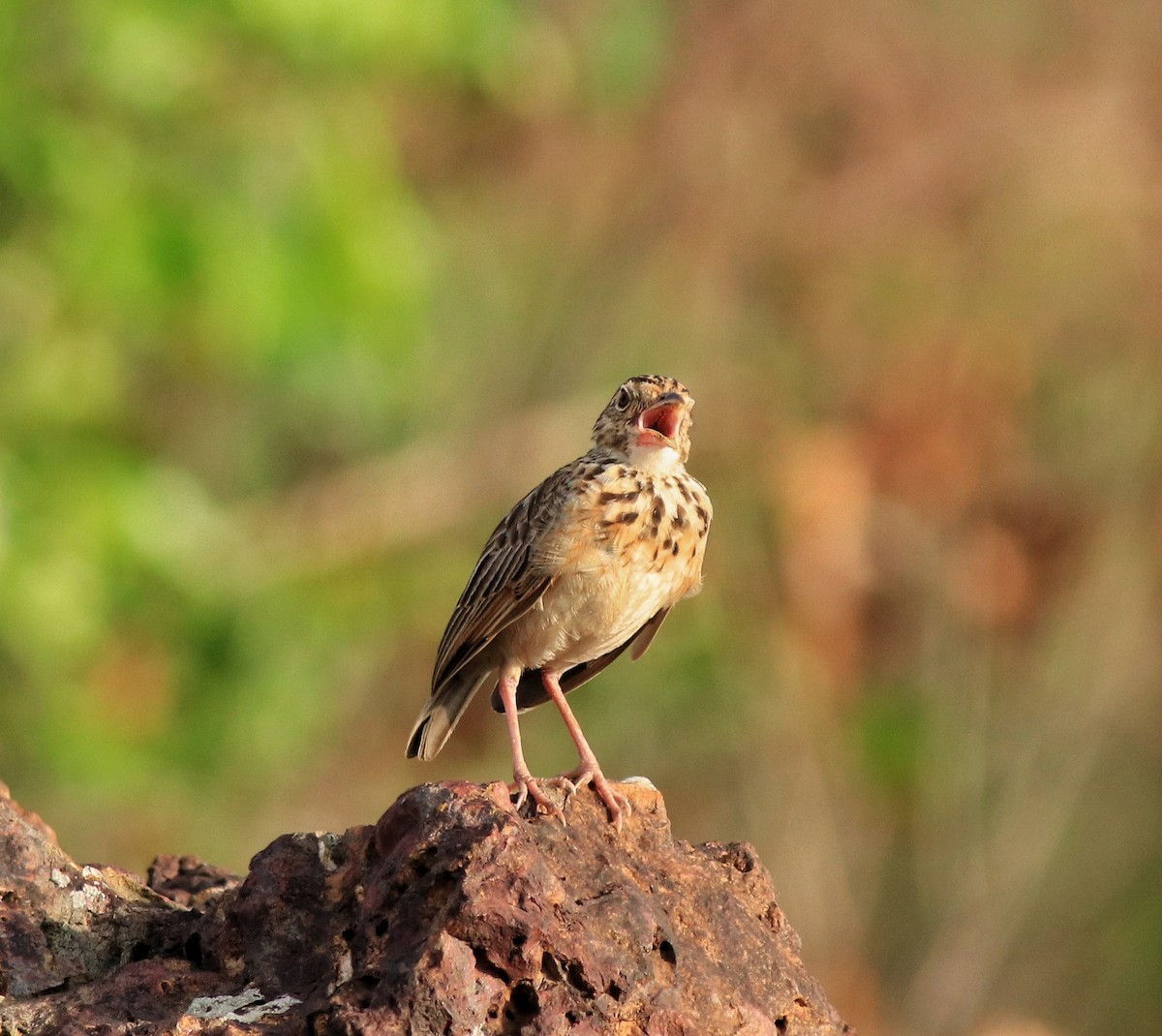 Jerdon's Bushlark - ML642641779