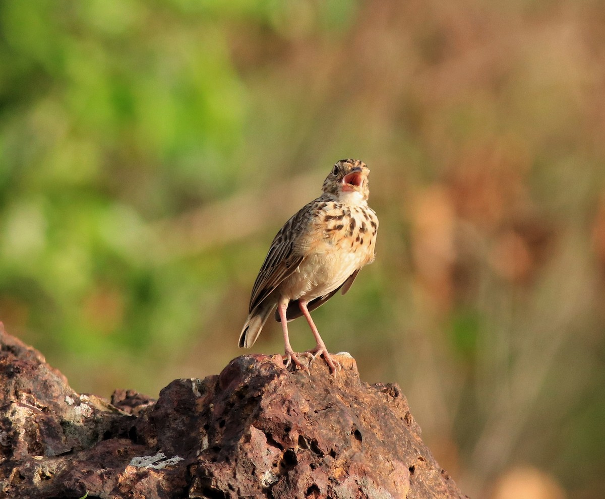 Jerdon's Bushlark - ML642641780
