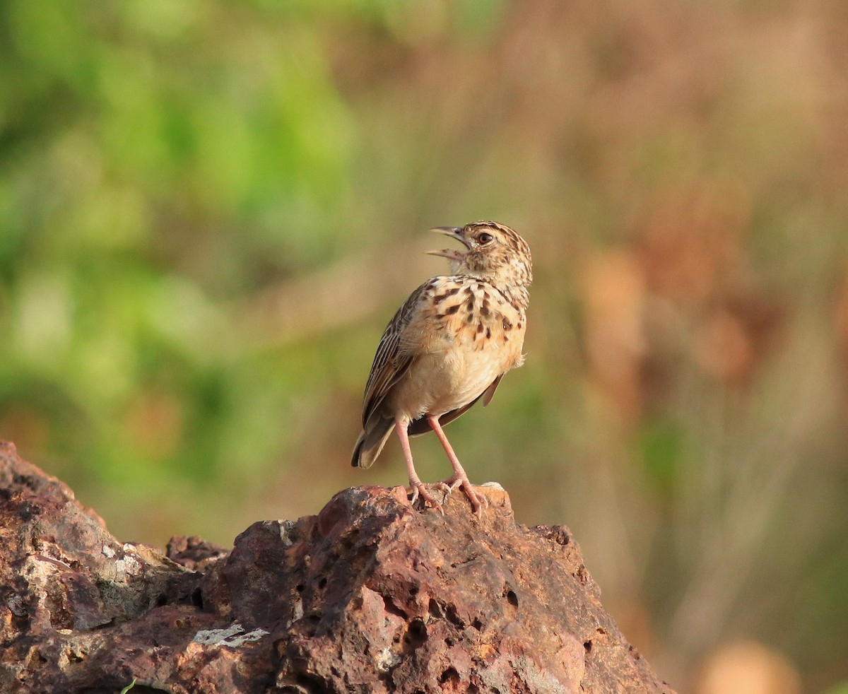 Jerdon's Bushlark - ML642641781