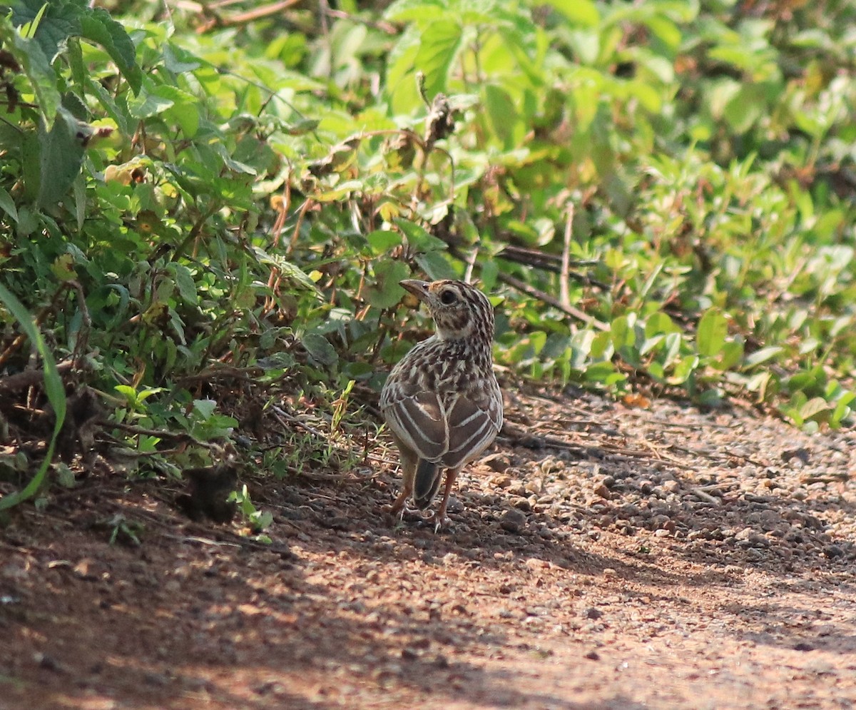 Jerdon's Bushlark - ML642641782