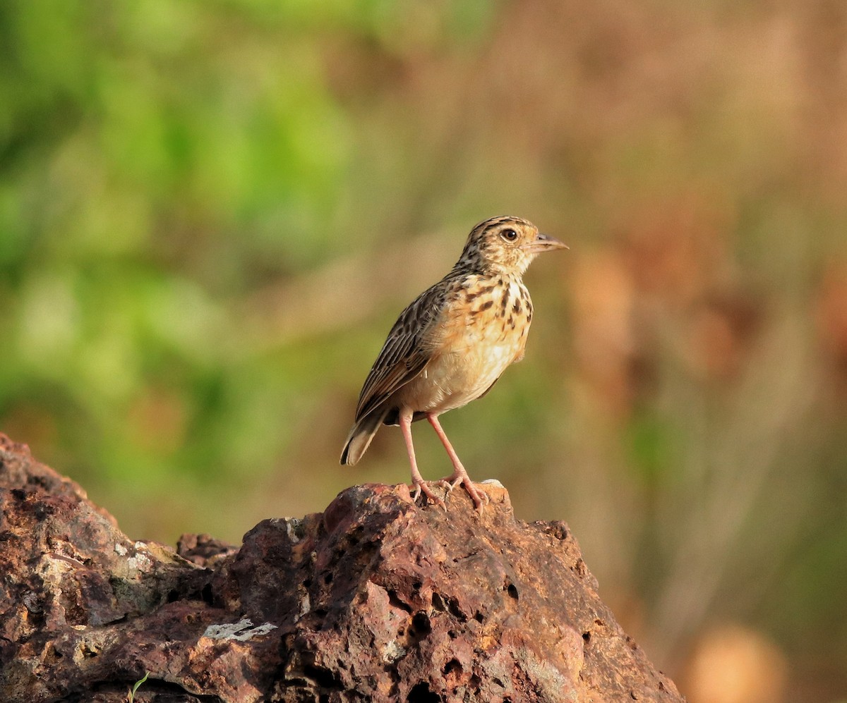 Jerdon's Bushlark - ML642641783