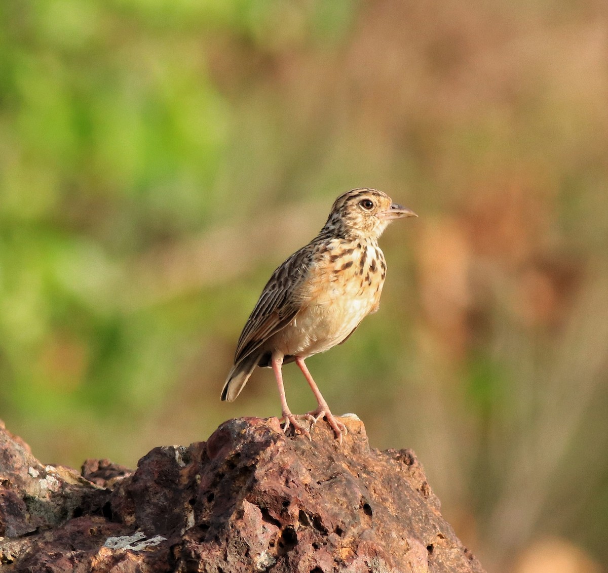 Jerdon's Bushlark - ML642641784
