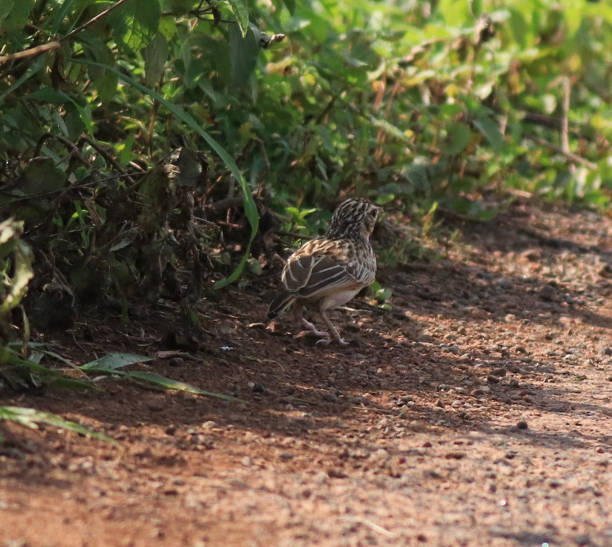 Jerdon's Bushlark - ML642641785