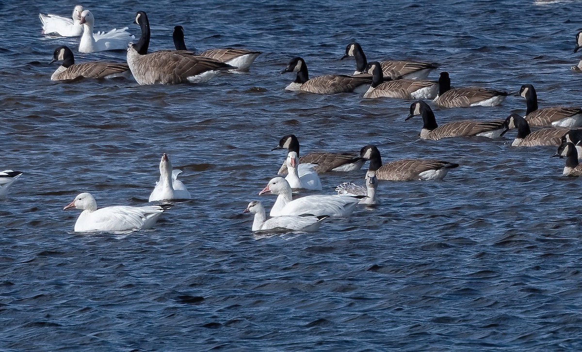 Ross's Goose - ML642641787