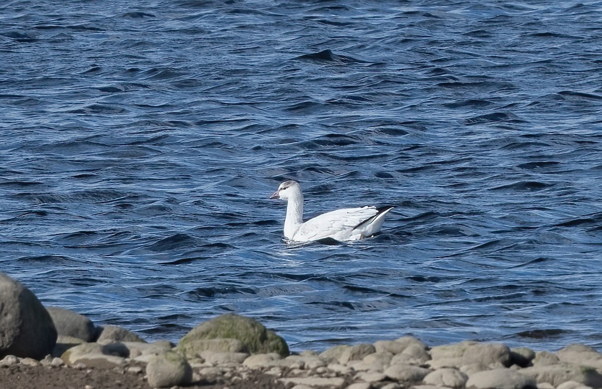 Ross's Goose - ML642641788