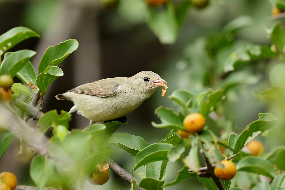 Pale-billed Flowerpecker - ML642641798