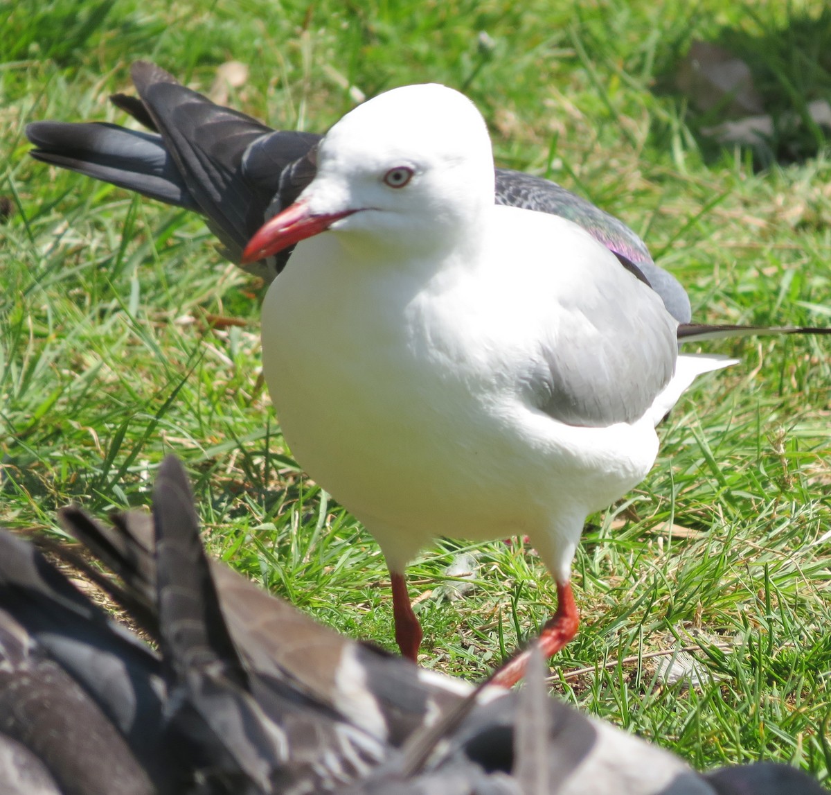 Silver Gull (Silver) - ML642641822