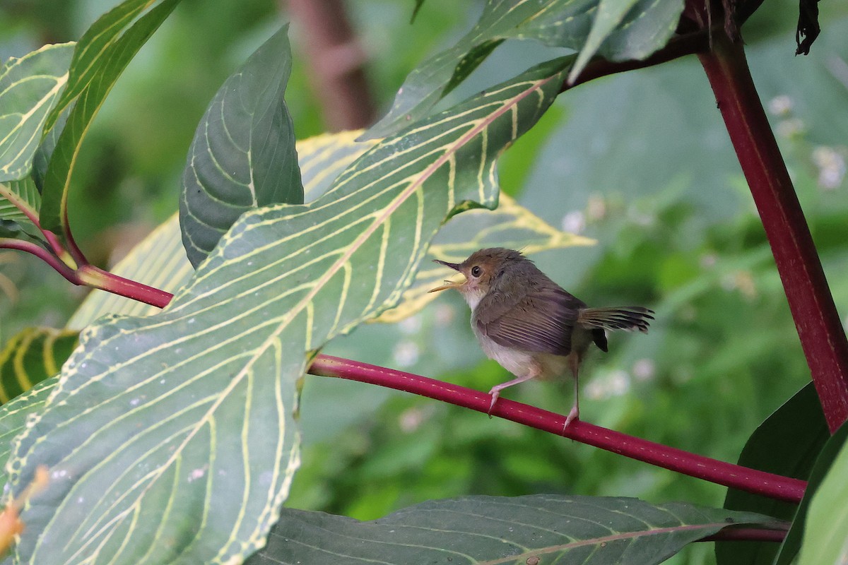 Olive-backed Tailorbird - ML642641842