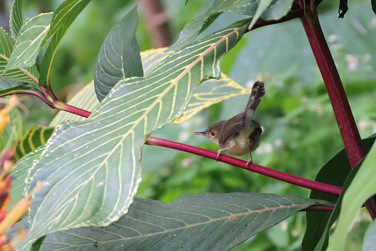 Olive-backed Tailorbird - ML642641843