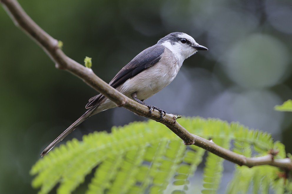 Brown-rumped Minivet - ML642641844