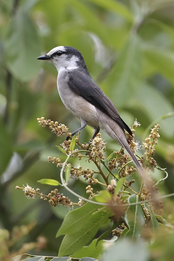 Brown-rumped Minivet - ML642641845
