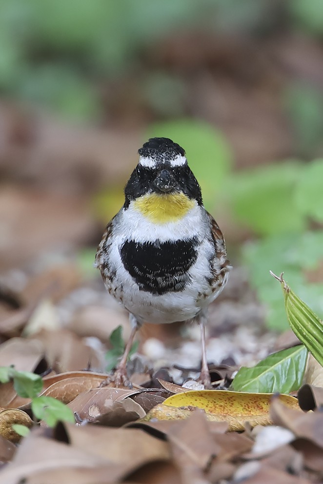Yellow-throated Bunting - ML642641849