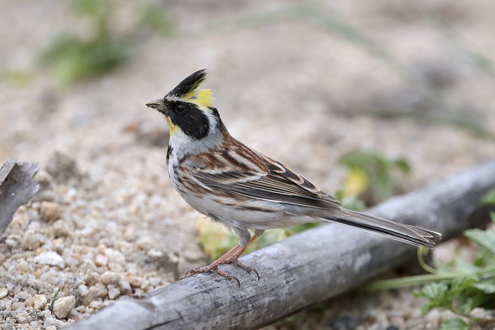 Yellow-throated Bunting - ML642641850