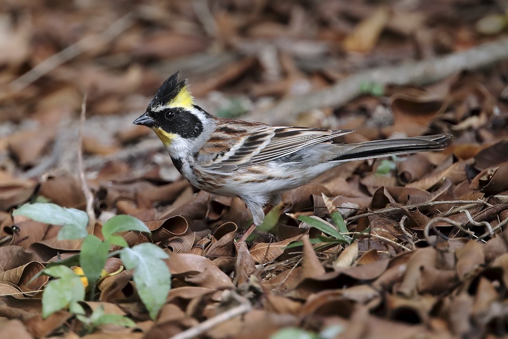 Yellow-throated Bunting - ML642641851