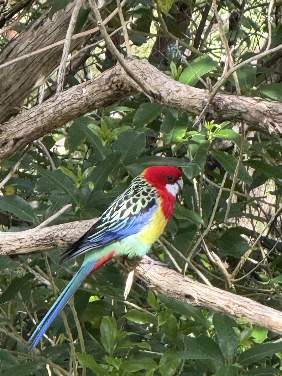 Eastern Rosella - ML642641864