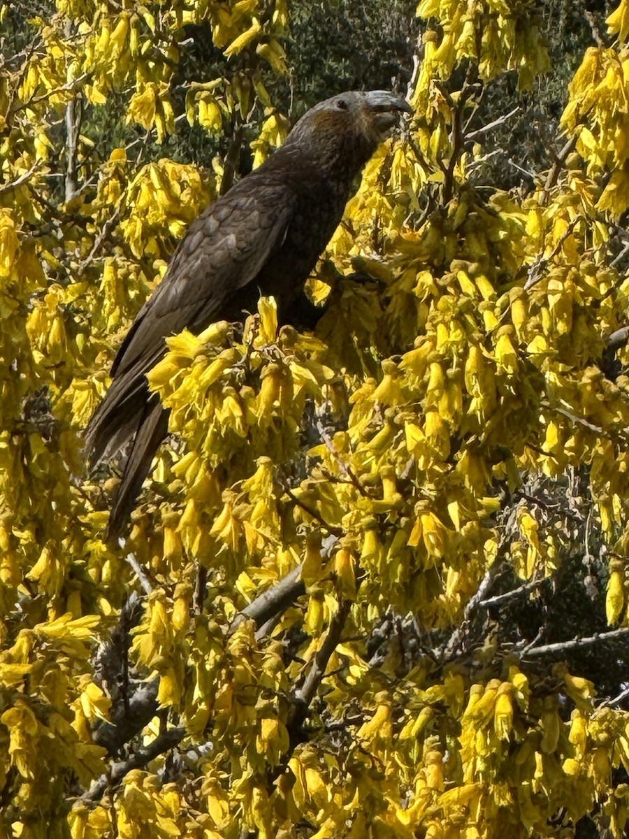 New Zealand Kaka - ML642641866