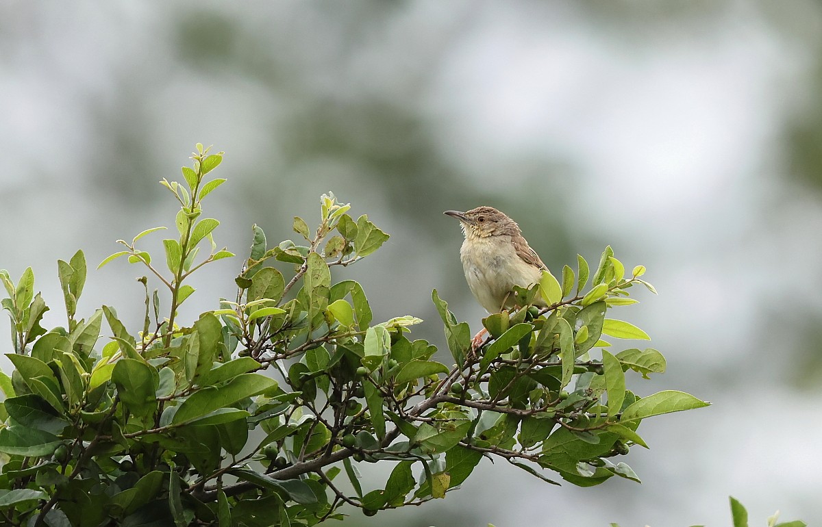 Jungle Prinia - ML642641869
