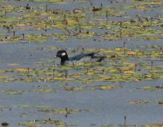 Green Pygmy-Goose - ML642641871