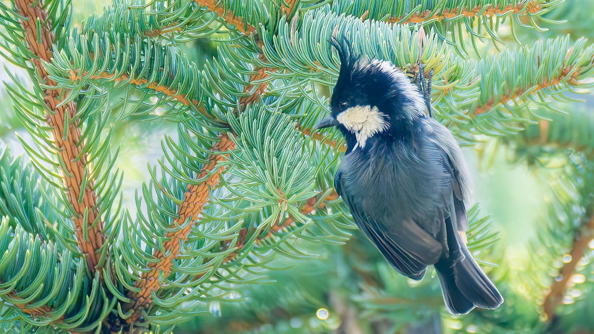 Rufous-vented Tit - ML642641880