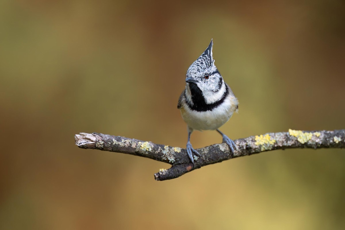 Crested Tit - ML642641881