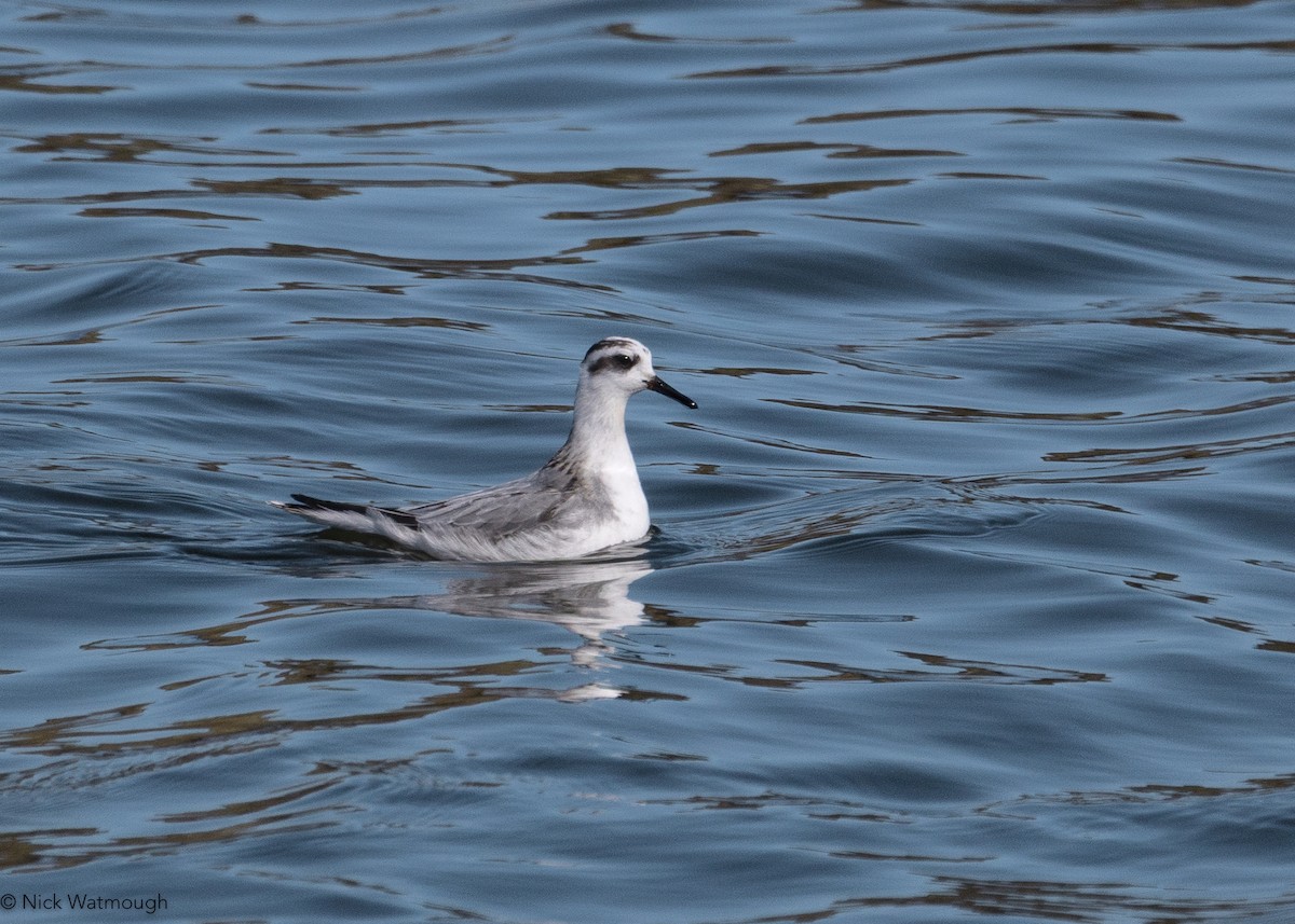 Red Phalarope - ML642641889