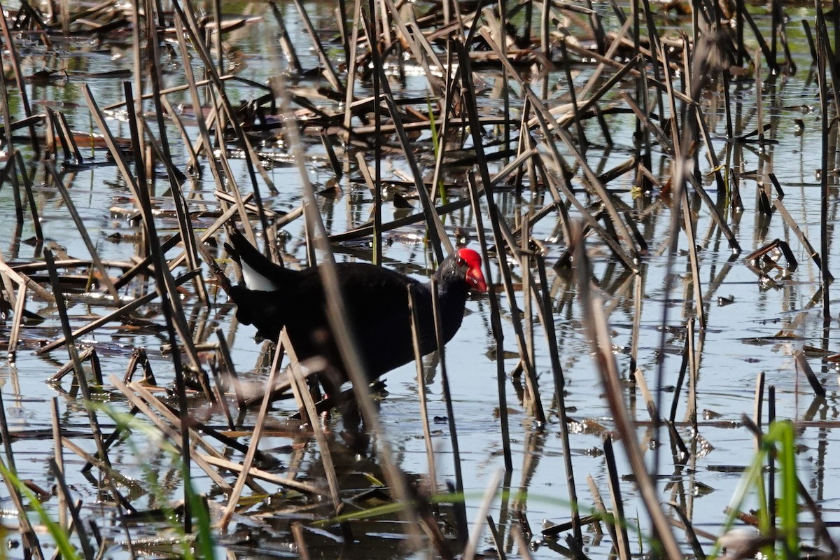 Australasian Swamphen - ML642641947