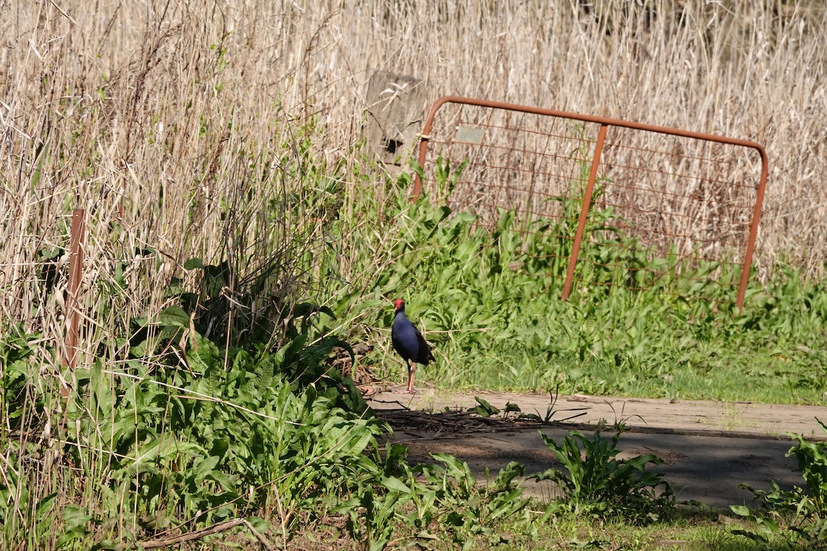 Australasian Swamphen - ML642641948
