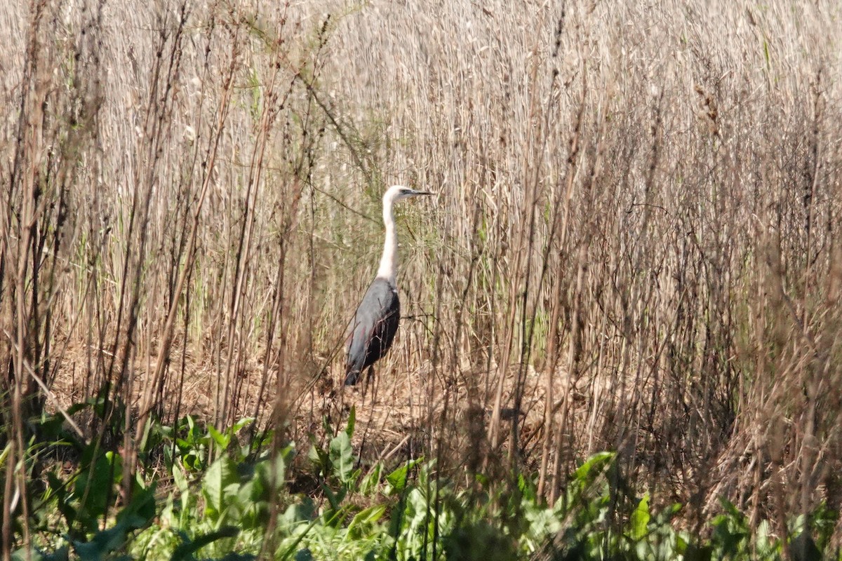 Pacific Heron - ML642641965