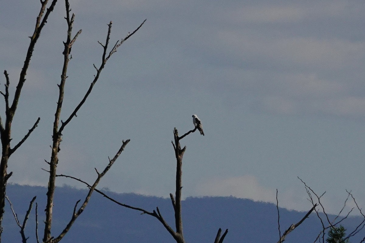 Black-shouldered Kite - ML642641976