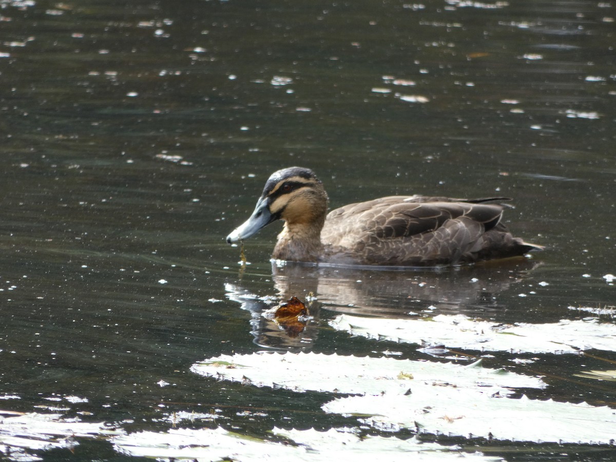 Pacific Black Duck - Ron Jackson