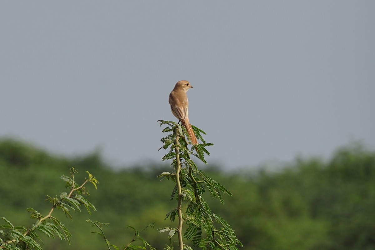 Isabelline Shrike - Preetika G